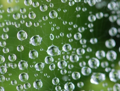 Transcendence: How to Nurture Interconnectedness in a Divided World