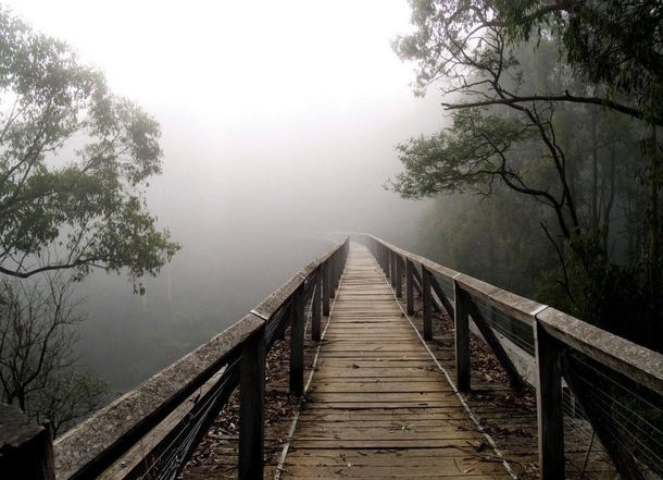 Wooden bridge disappearing into the mist, surrounded by trees.